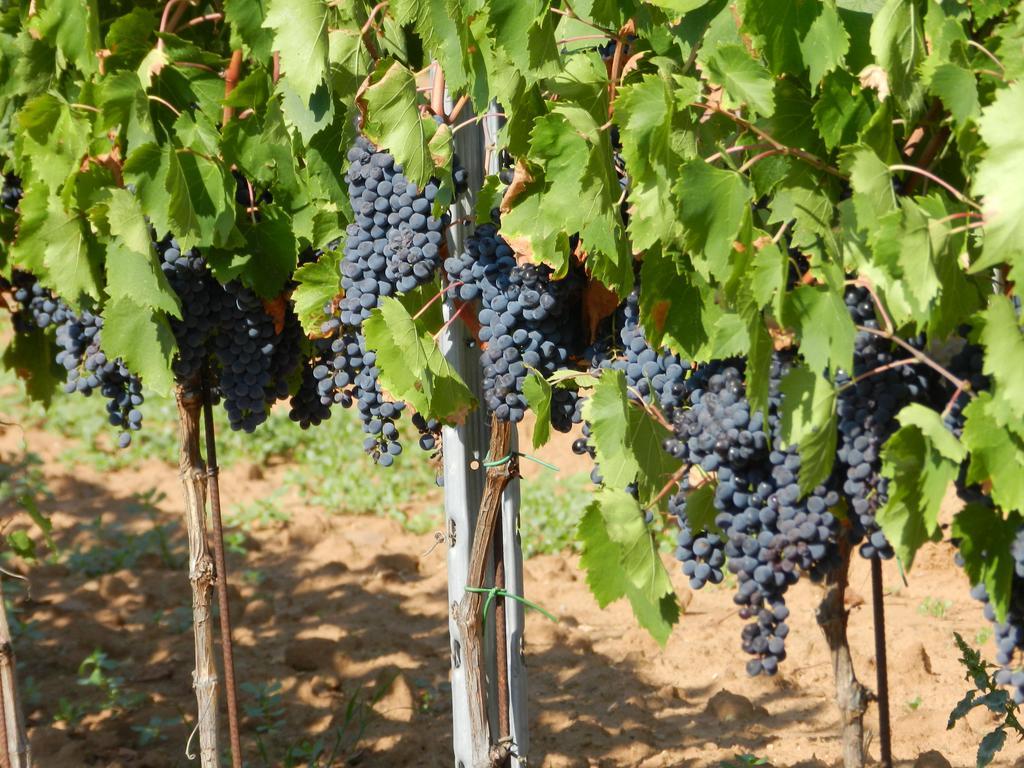 Agriturismo Fusini Magliano in Toscana Ngoại thất bức ảnh